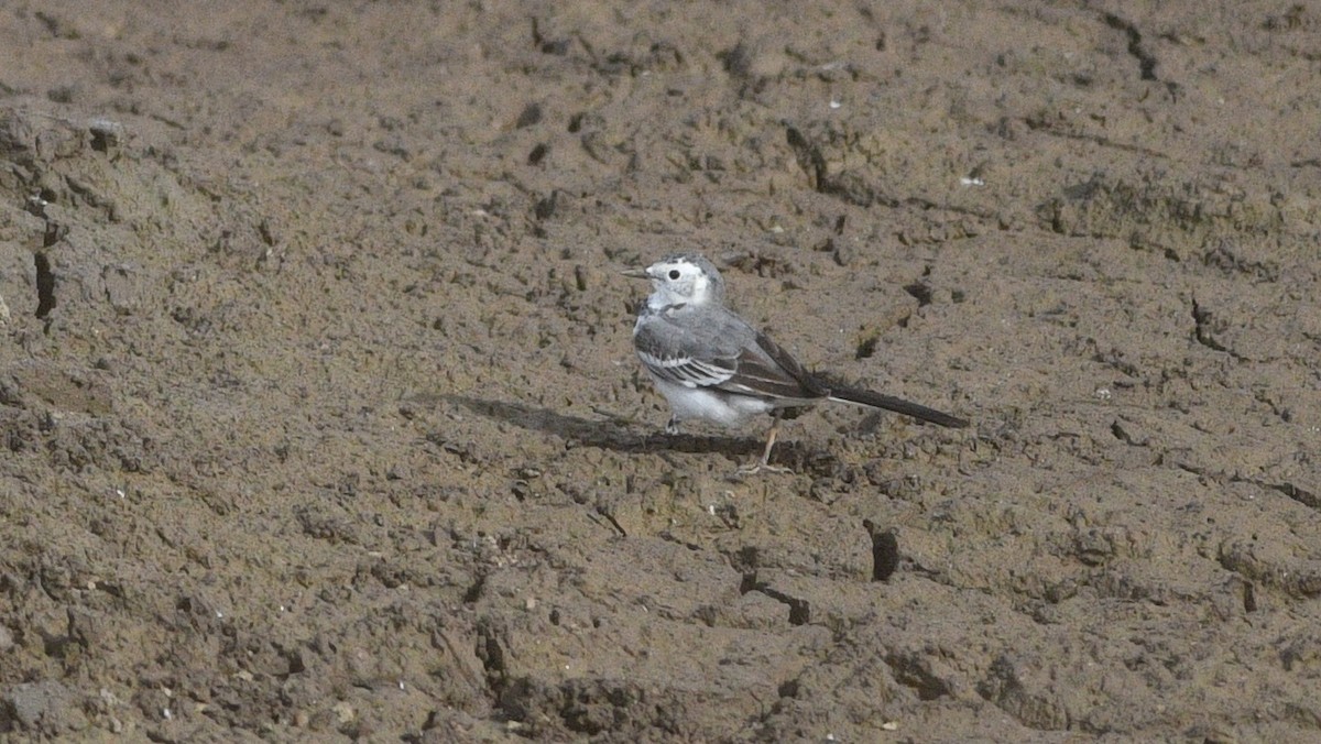 White Wagtail - ML647089770