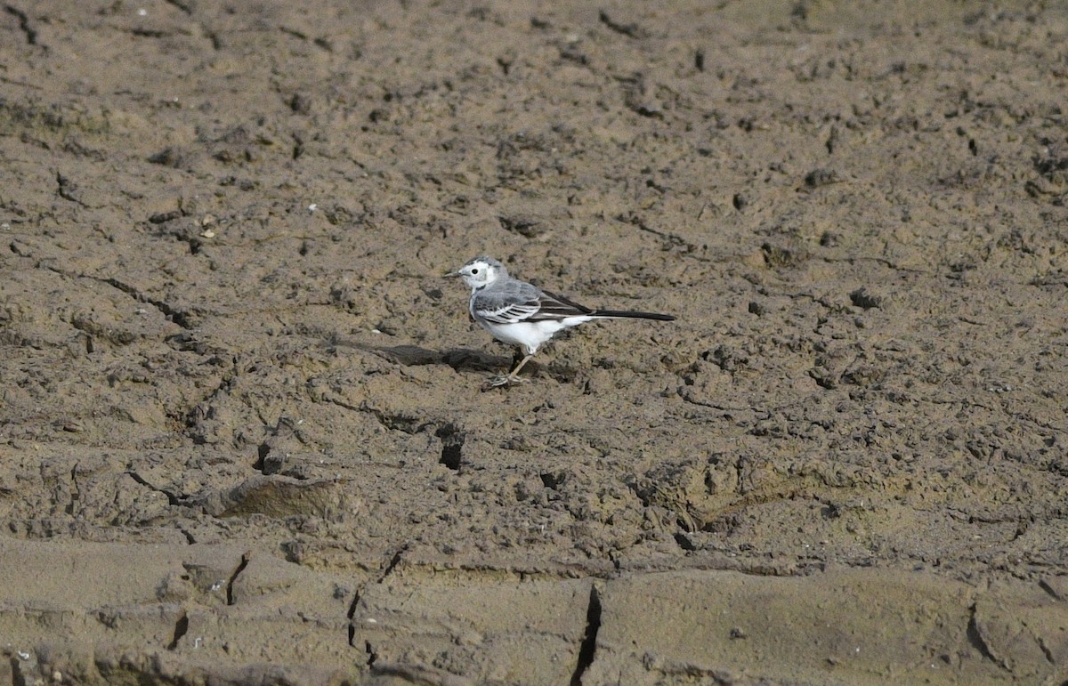 White Wagtail - ML647089771