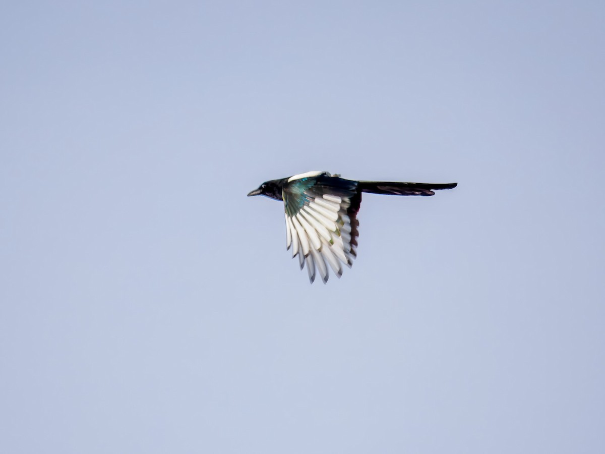 straka americká - ML647089780