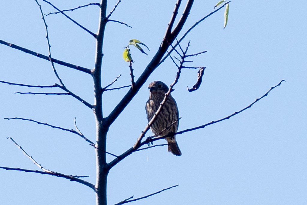 House Finch - ML647089788