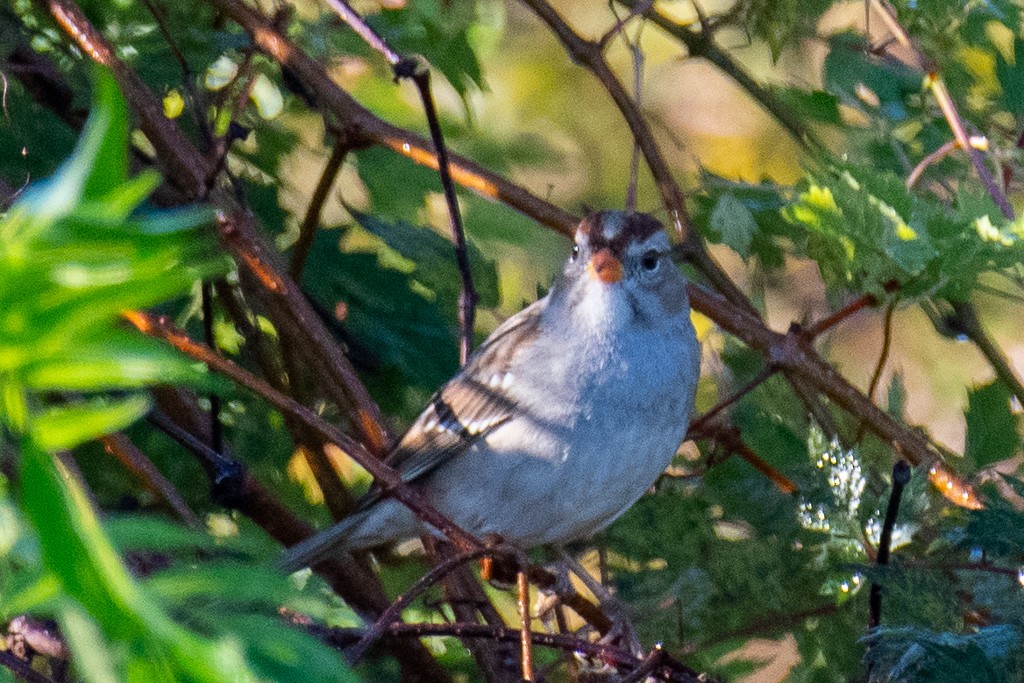 White-crowned Sparrow - ML647089791