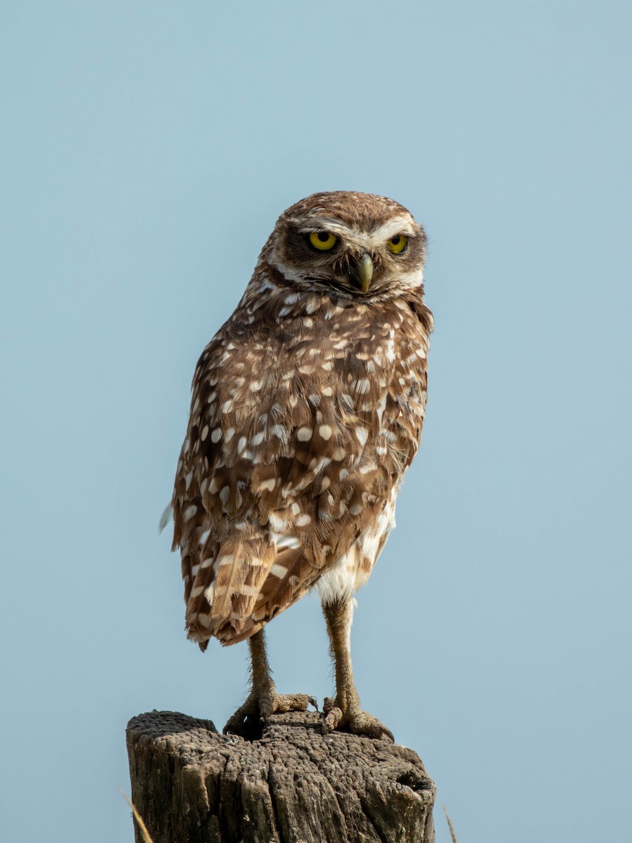 Burrowing Owl - ML647089808