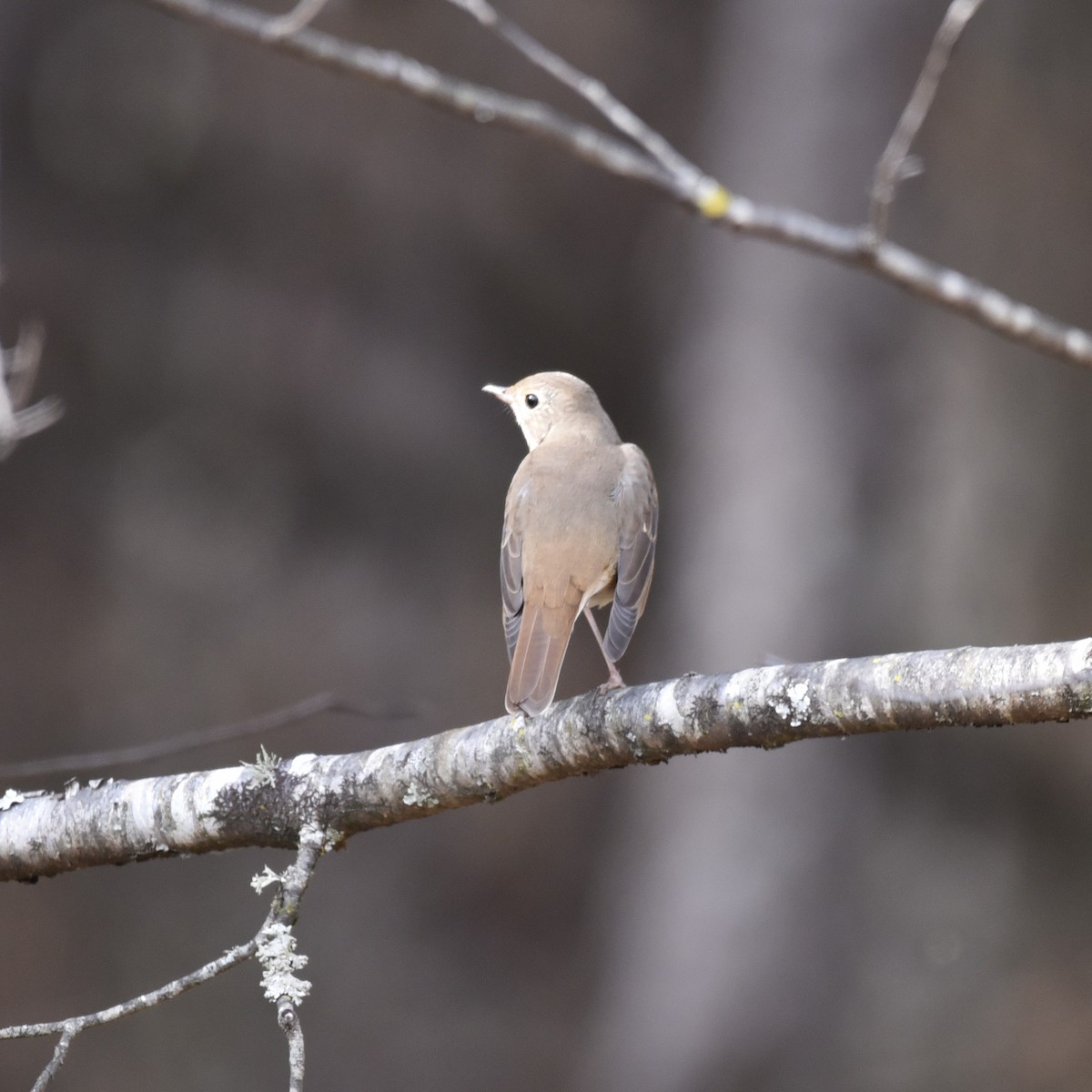 קיכלי חלוד-זנב - ML647089811