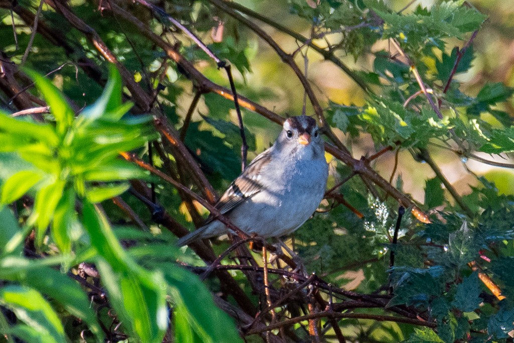 White-crowned Sparrow - ML647089812