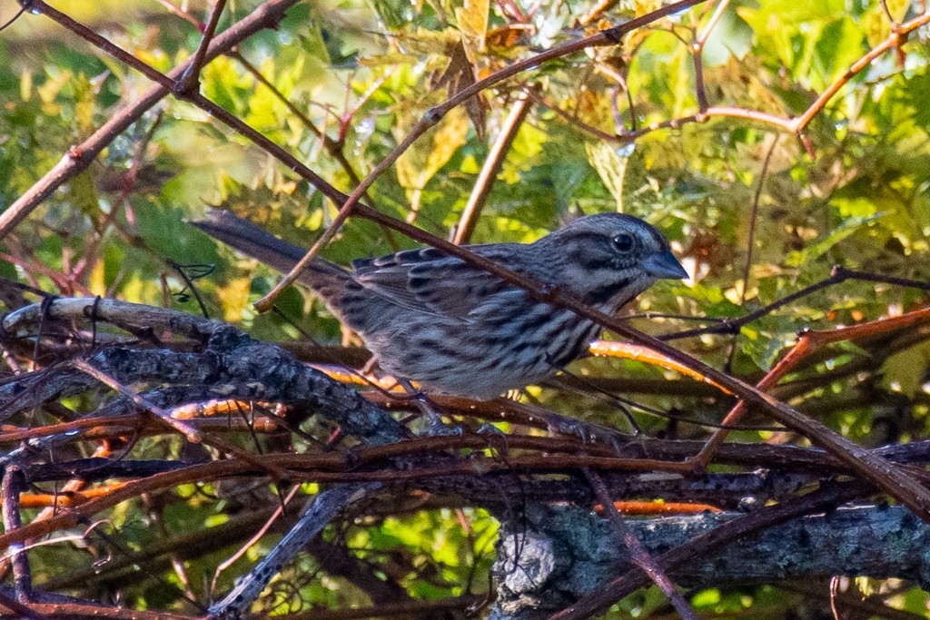 Song Sparrow - ML647089816