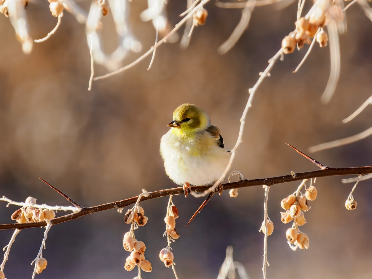 Goldzeisig - ML647089820