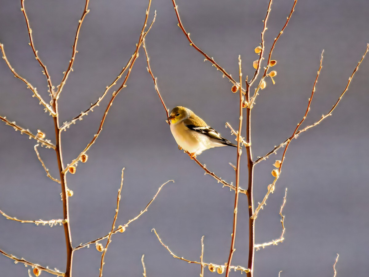 Goldzeisig - ML647089821