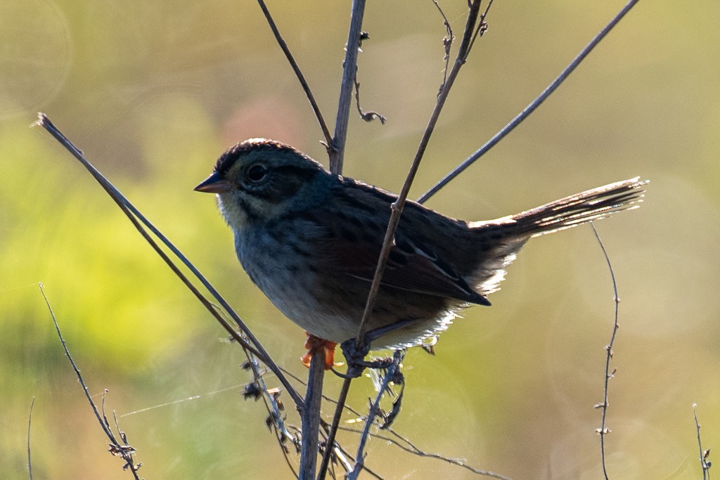 Swamp Sparrow - ML647089828