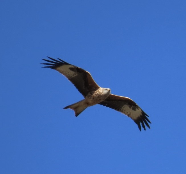 アカトビ - ML647089834