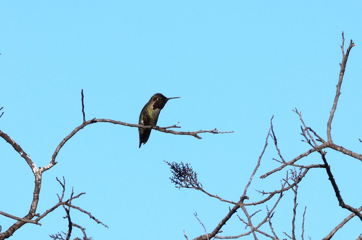 Anna's Hummingbird - ML647089847