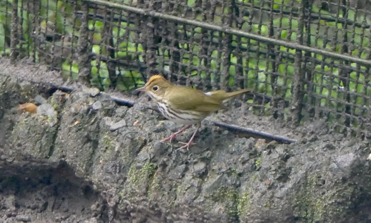 カマドムシクイ - ML647089848