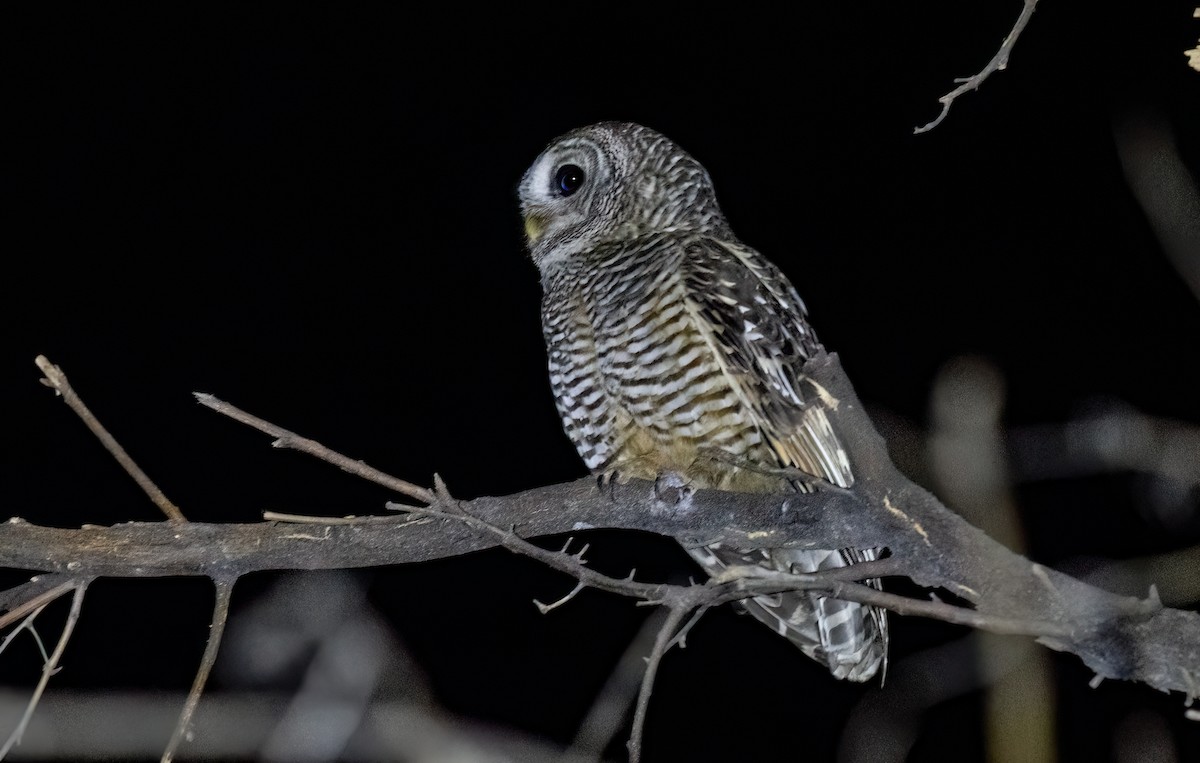 Чакская неясыть - ML647089855