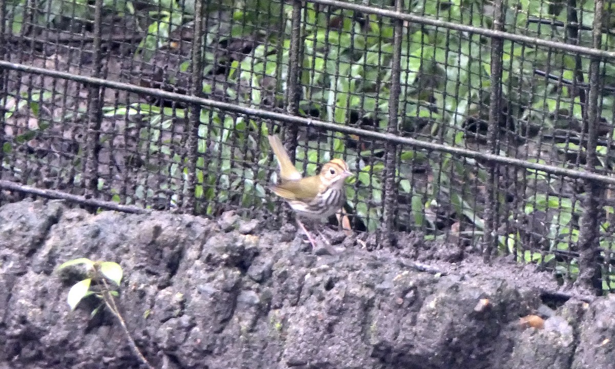 カマドムシクイ - ML647089856