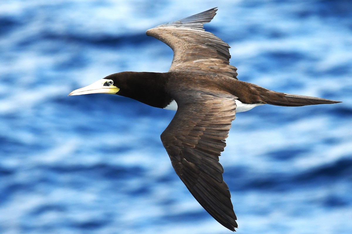 Brown Booby - ML647089861