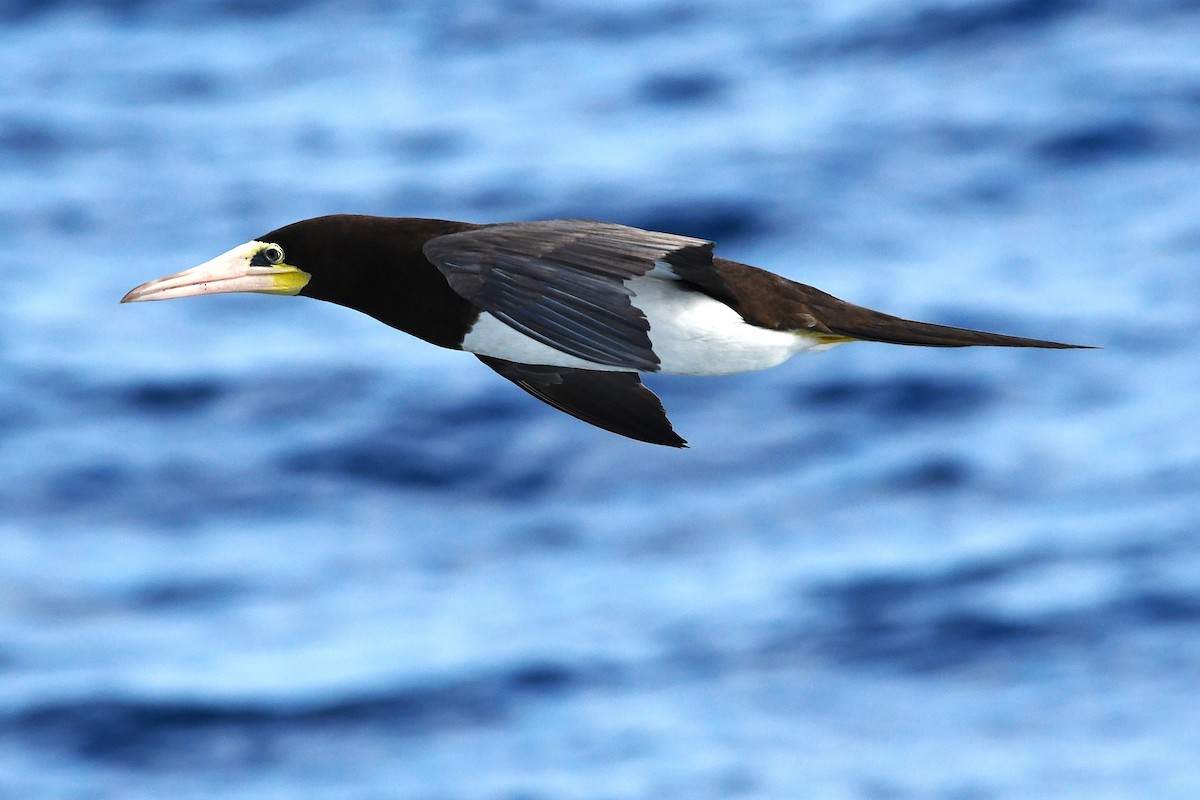 Brown Booby - ML647089862
