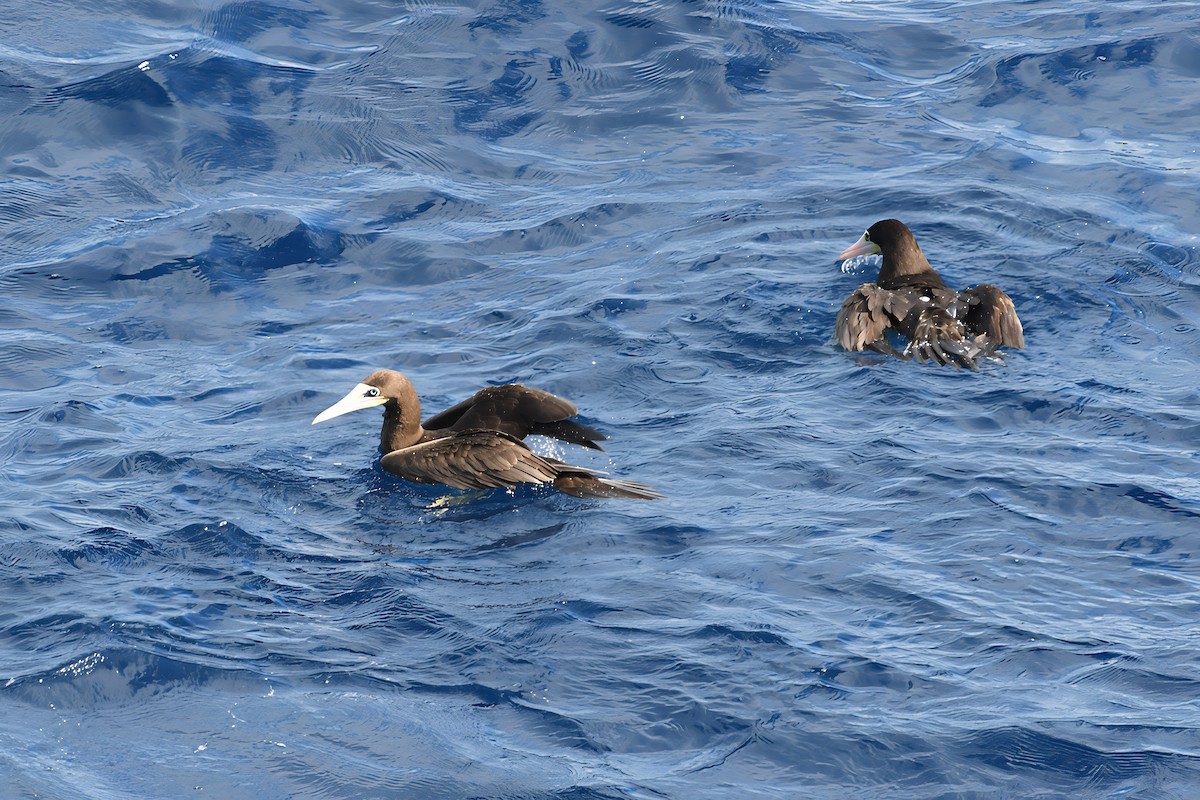 Brown Booby - ML647089863