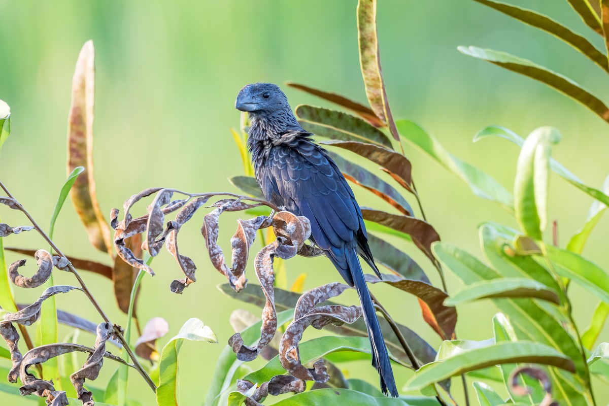 Smooth-billed Ani - ML647089865
