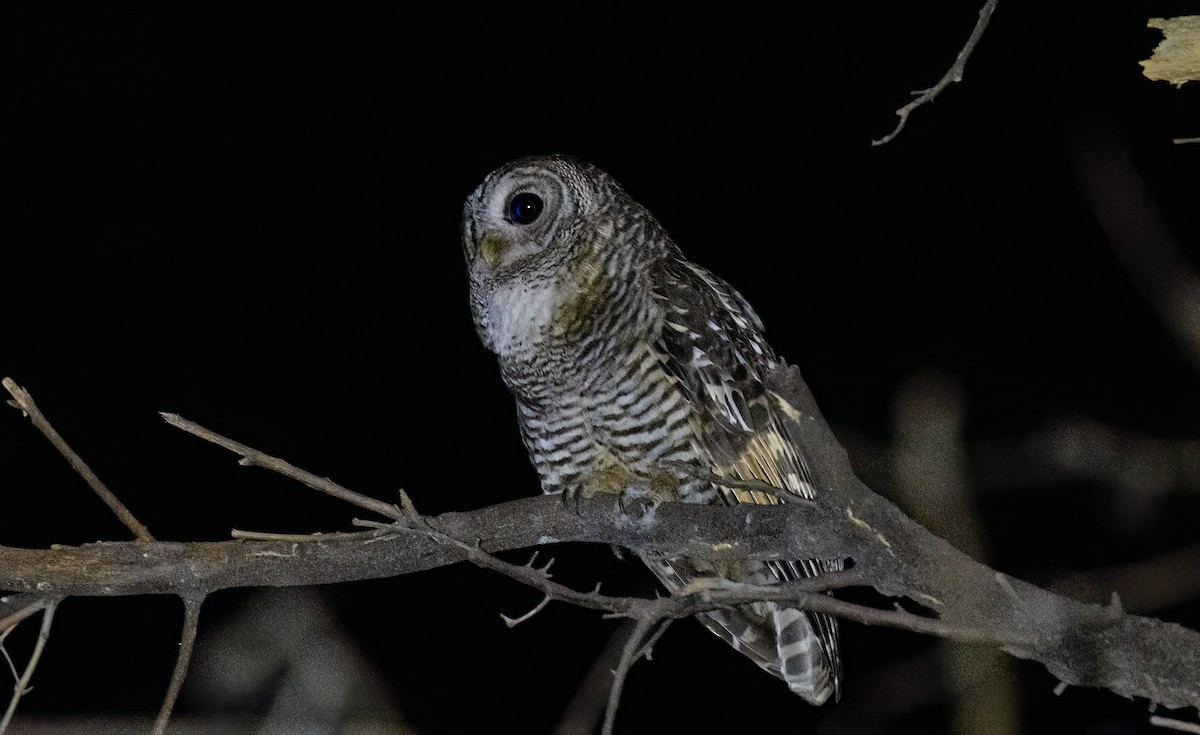 Чакская неясыть - ML647089868