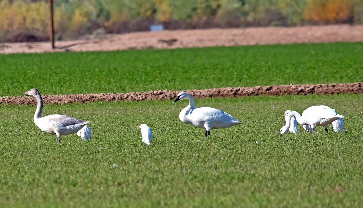 Tundra Swan - ML647089870