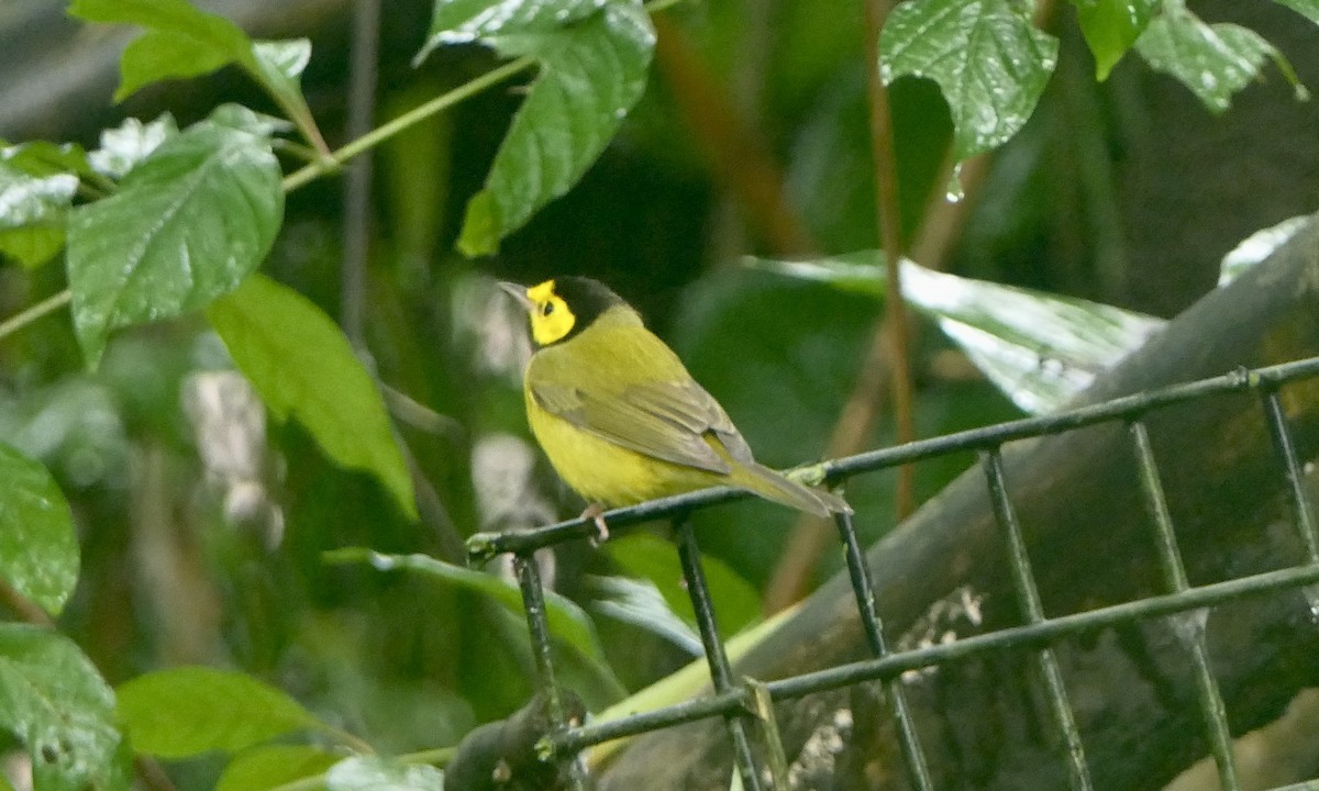 Болотянка чорногорла - ML647089874