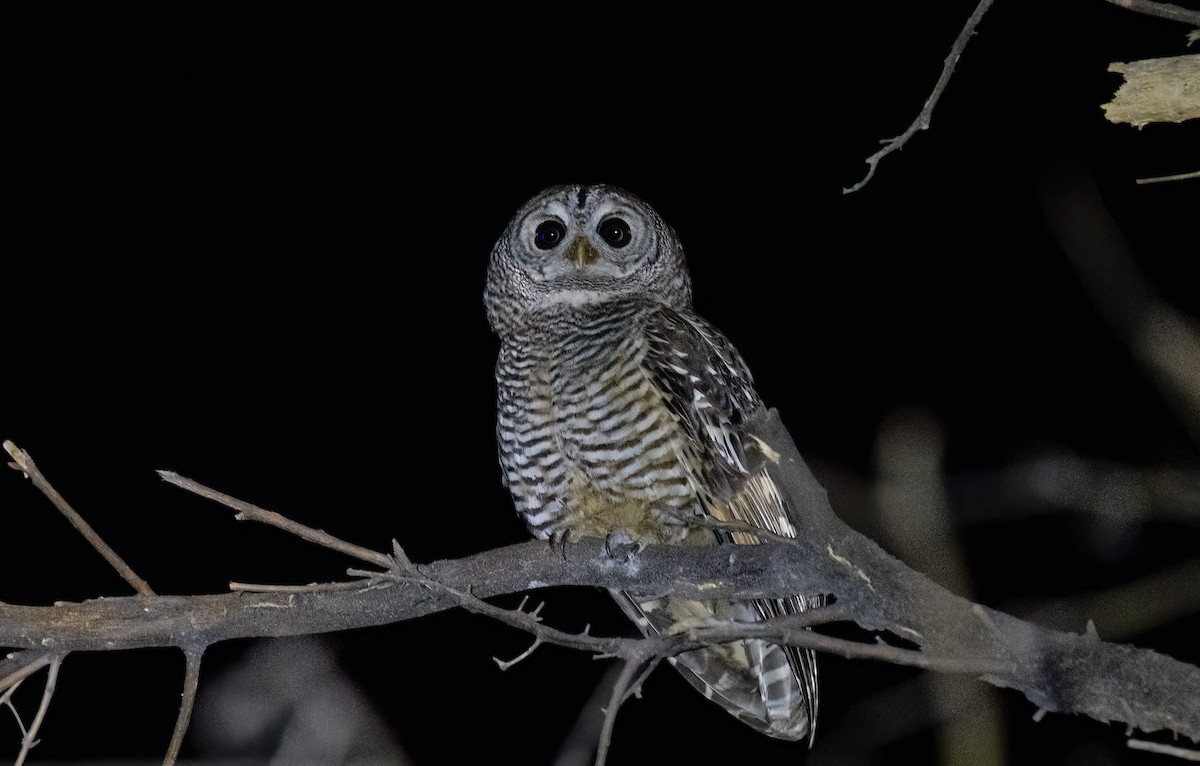 Чакская неясыть - ML647089876