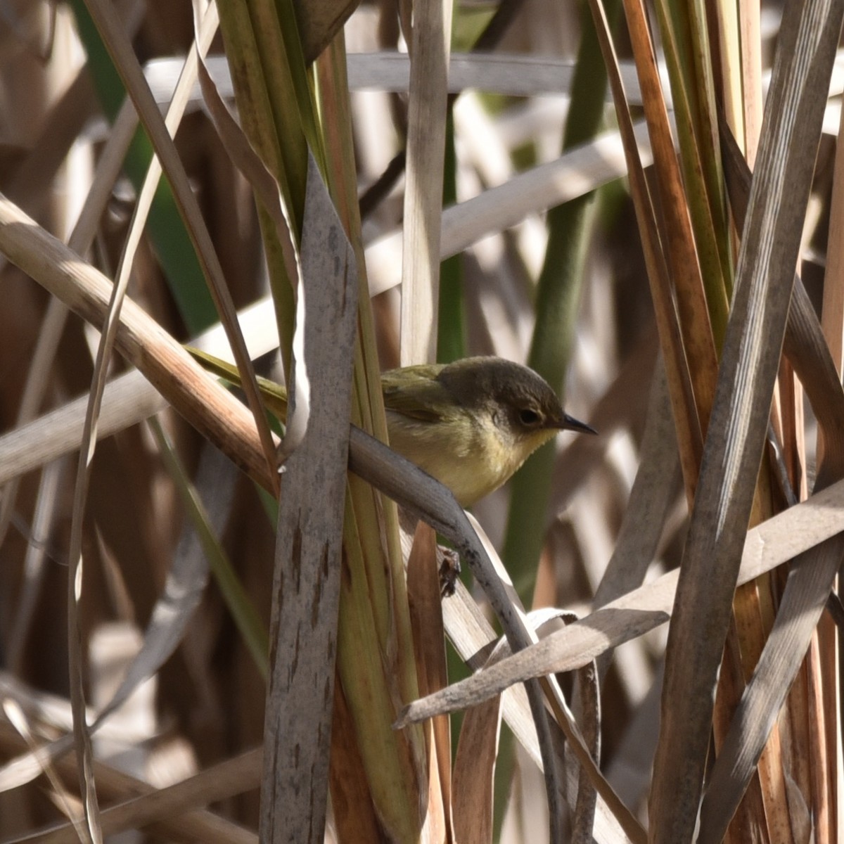 צהוב-גרון - ML647089881