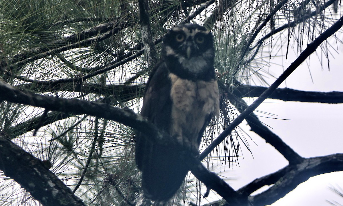 Spectacled Owl - ML647089887