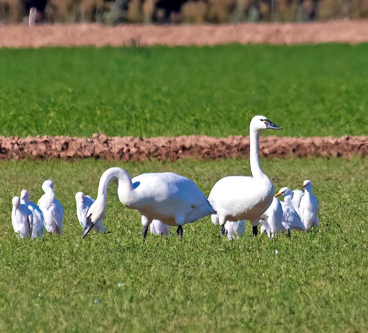 Tundra Swan - ML647089895