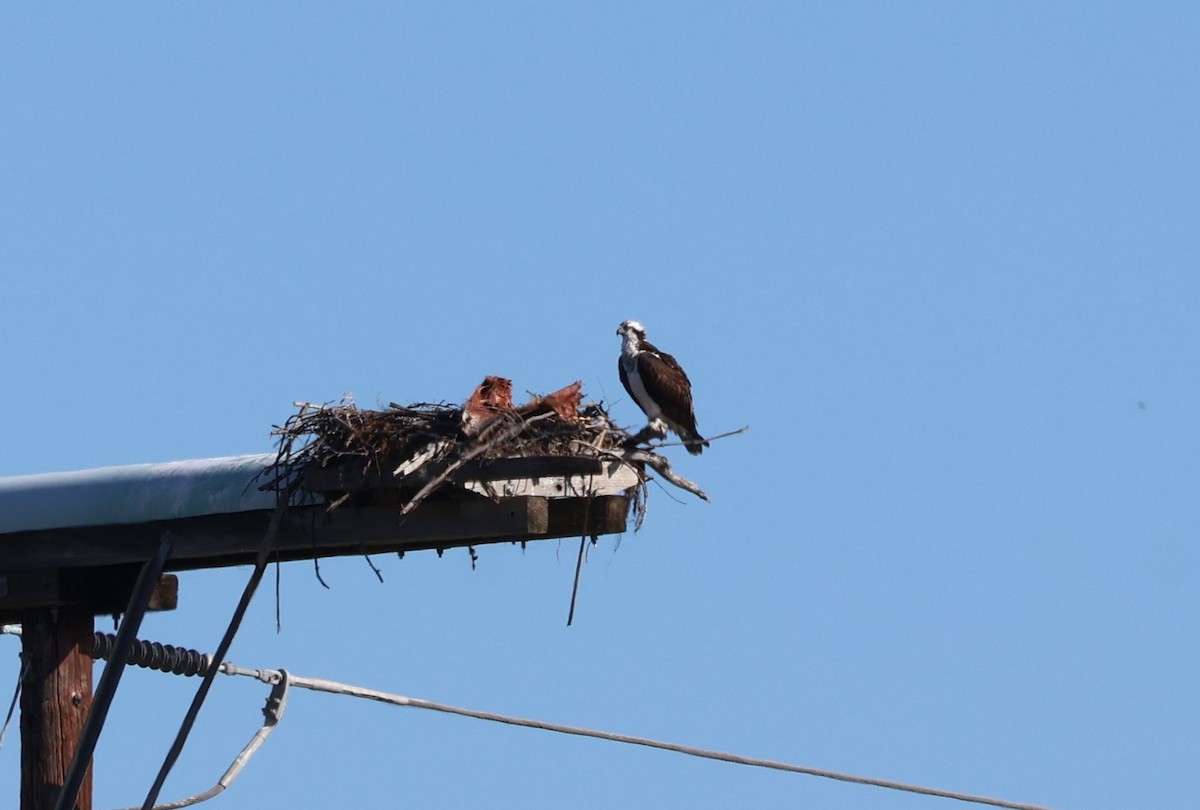 Osprey - ML647089923