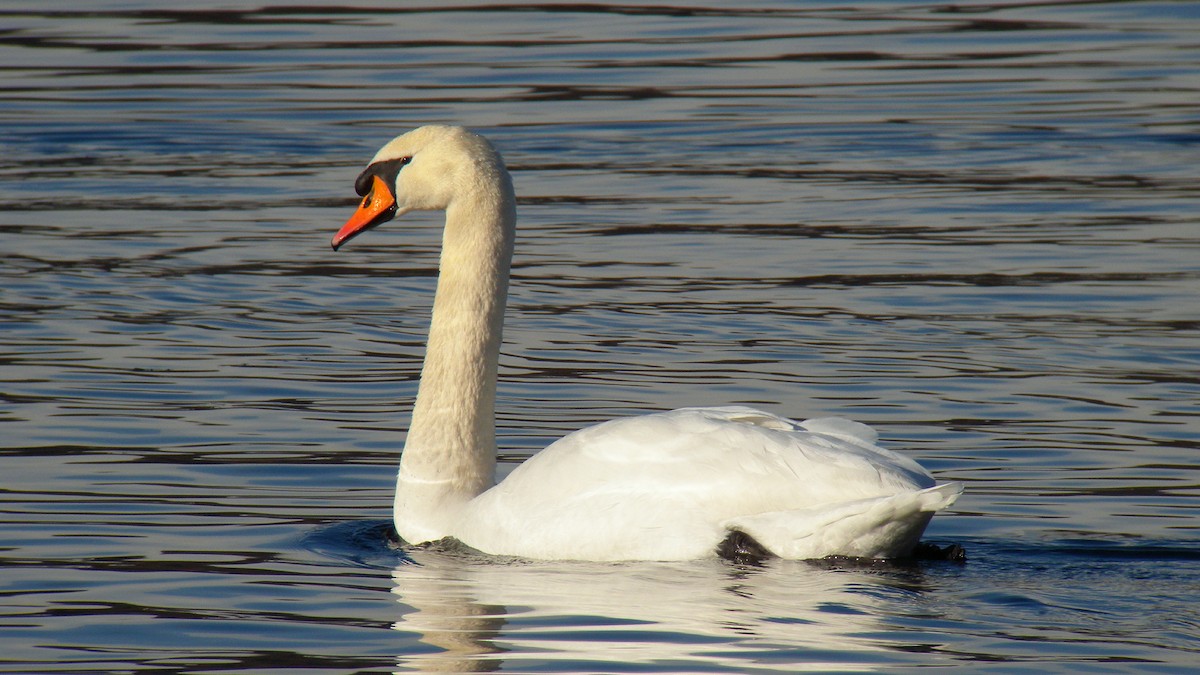 Лебідь-шипун - ML647089924