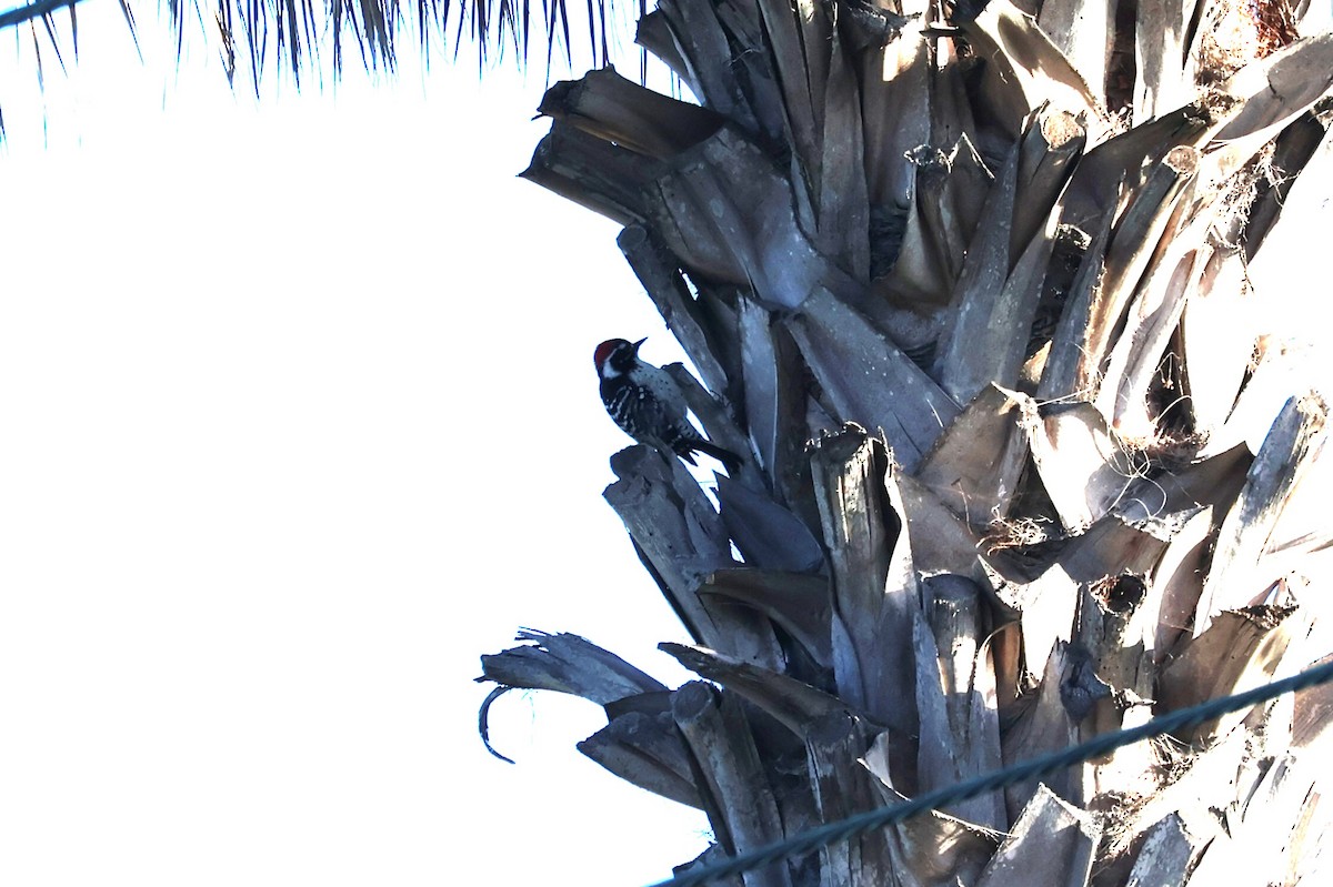 Nuttall's Woodpecker - ML647089949