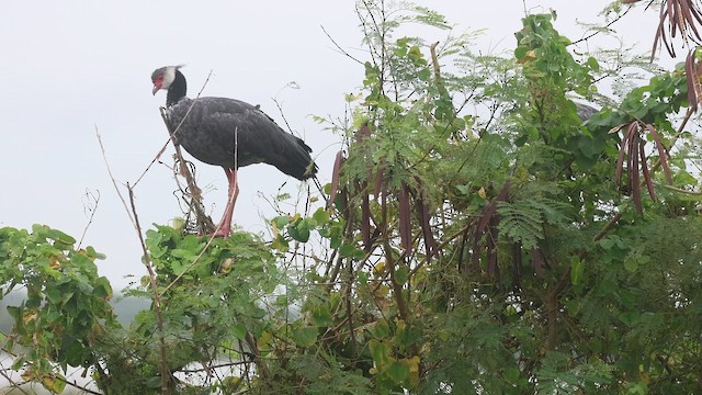 Northern Screamer - ML647089950