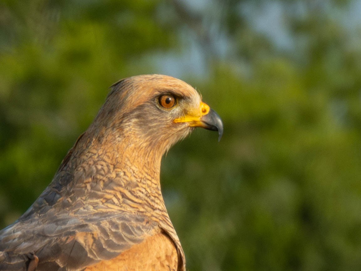 Otlak Şahini - ML647089951