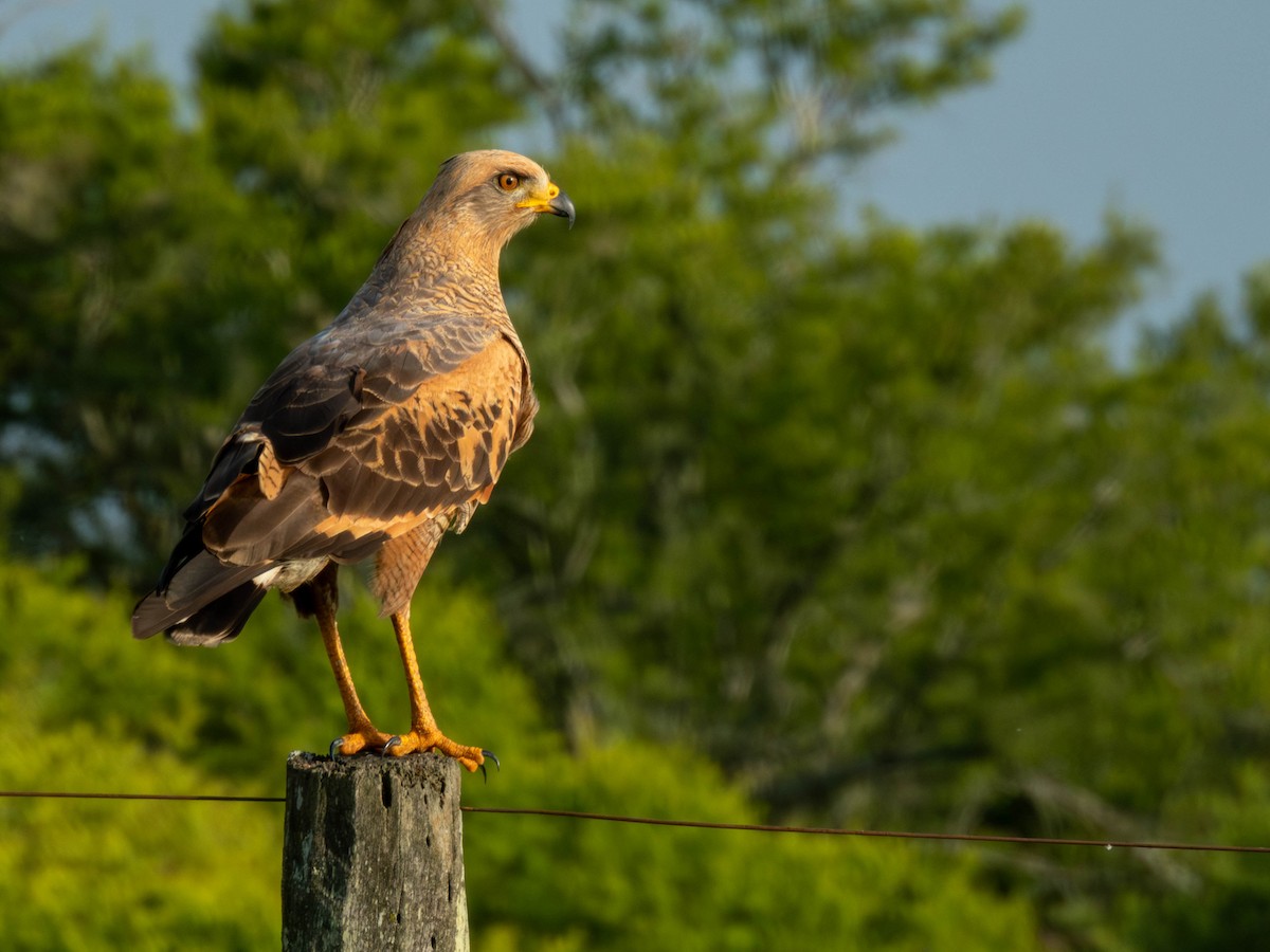 Otlak Şahini - ML647089952