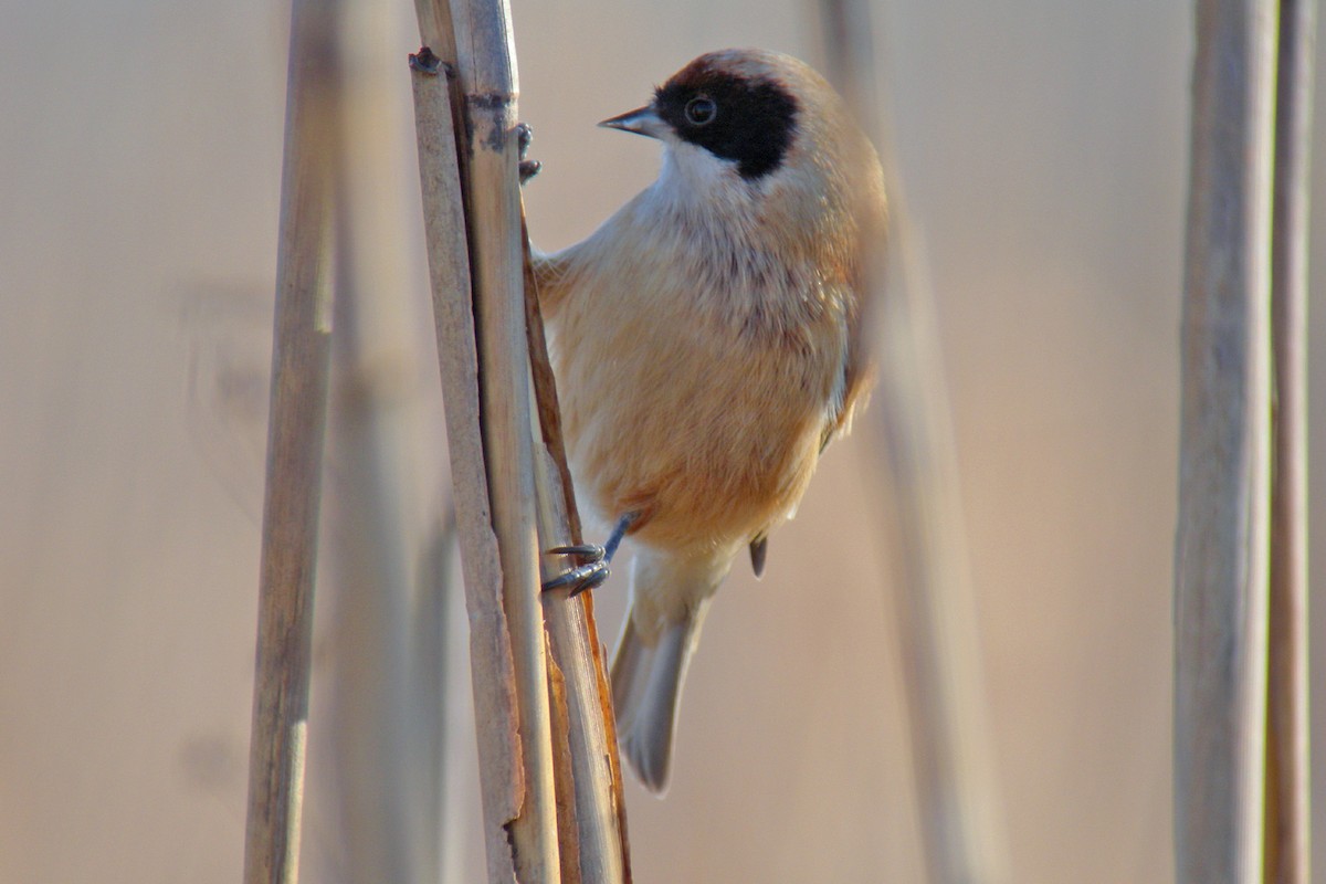 Eurasian Penduline-Tit - ML647089961
