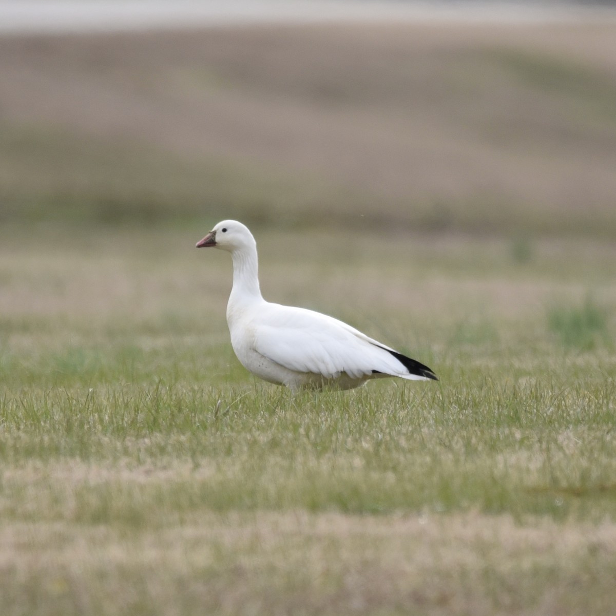 אווז קנדי - ML647089986