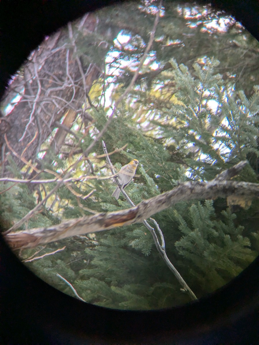 Pinu-gailupa - ML647089989