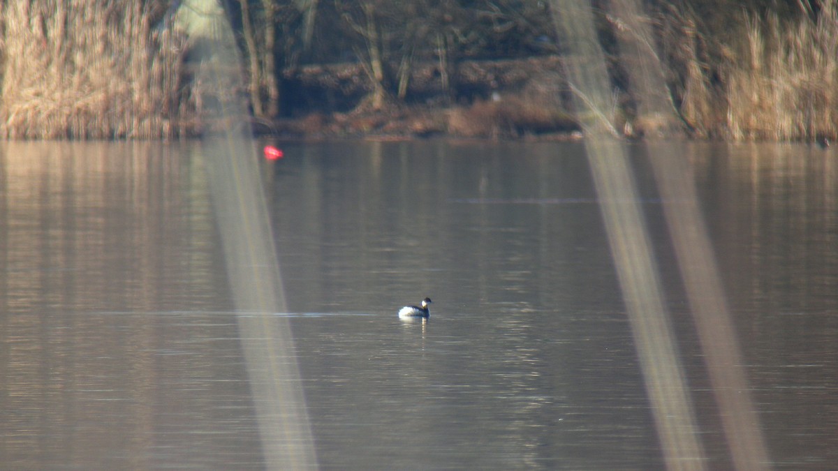 Eared Grebe - ML647089995
