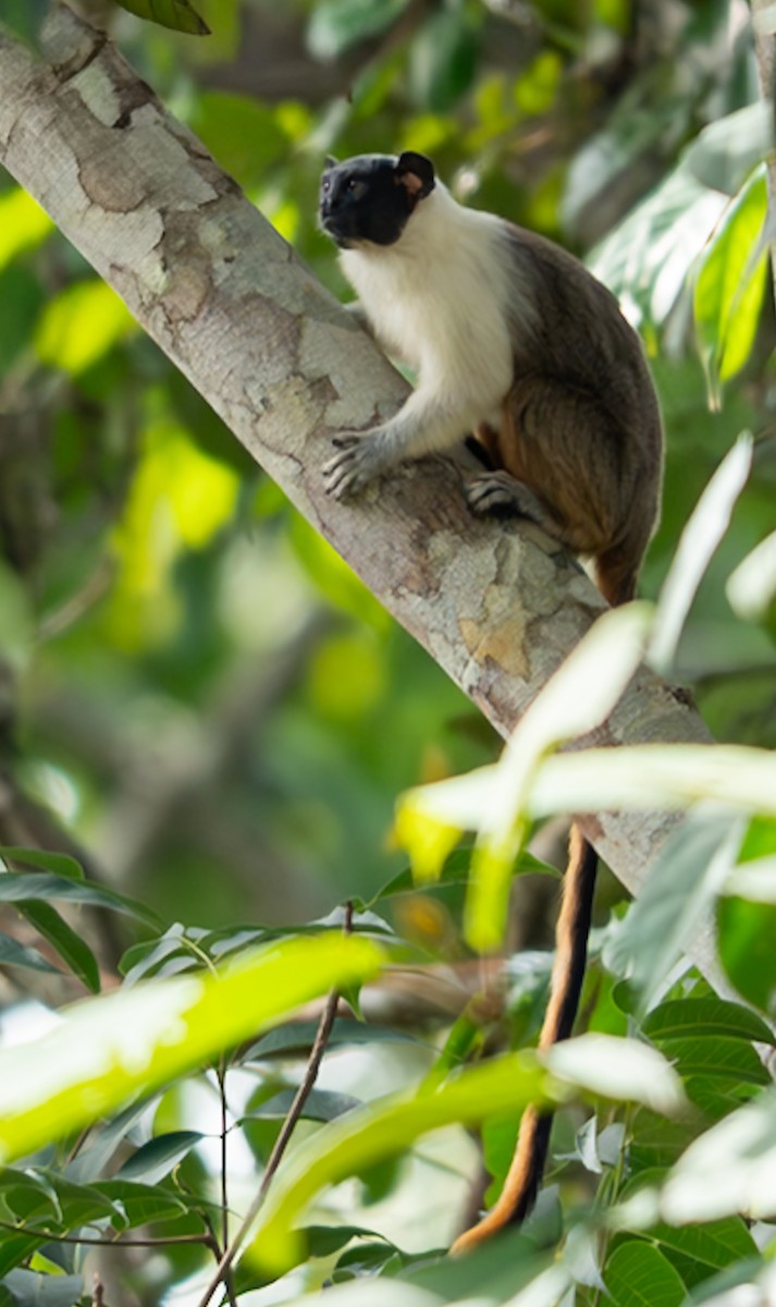 動物界 - ML647089998