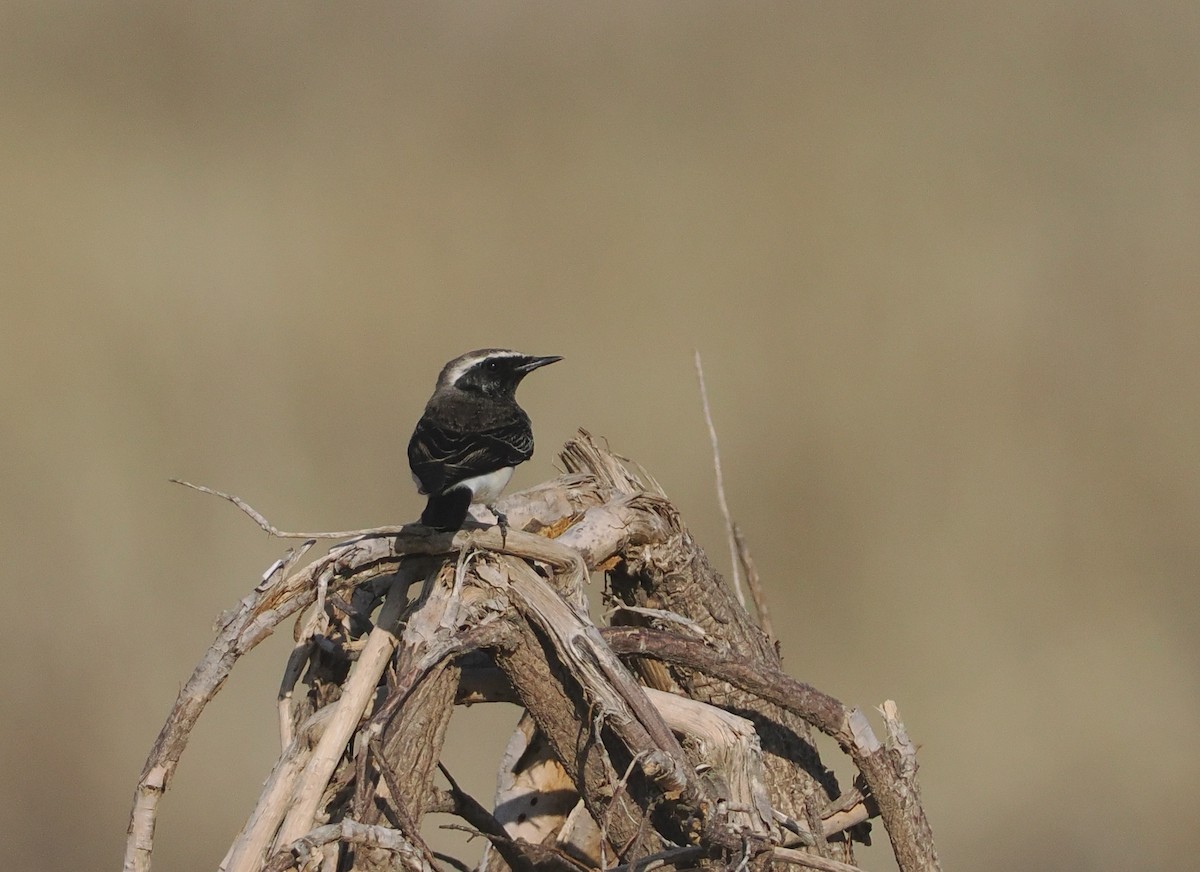 Мяраан чогчиго - ML647090001