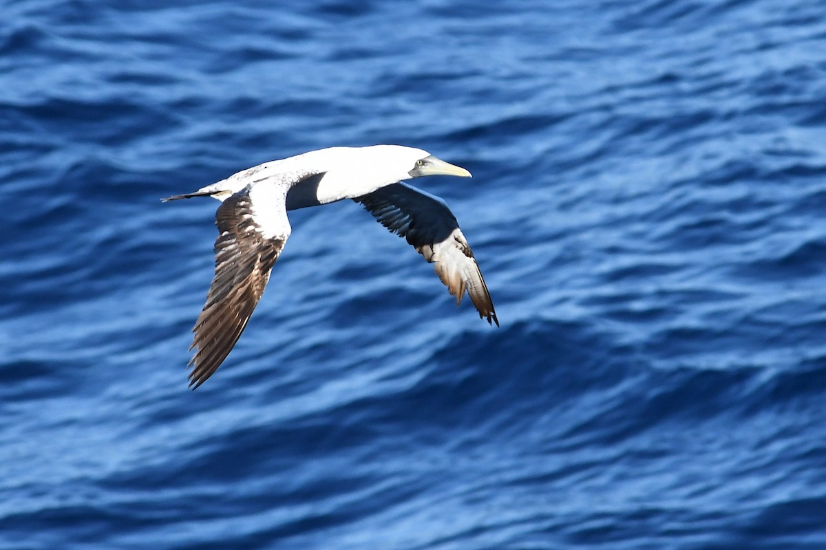 terej maskový - ML647090005