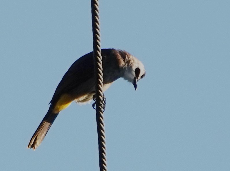 Бюльбюль широкобровий - ML647090006