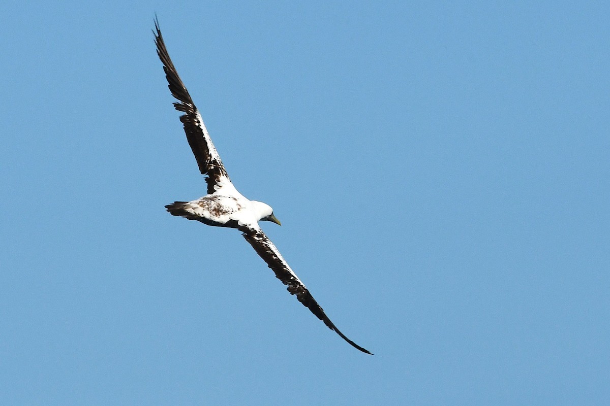 terej maskový - ML647090007