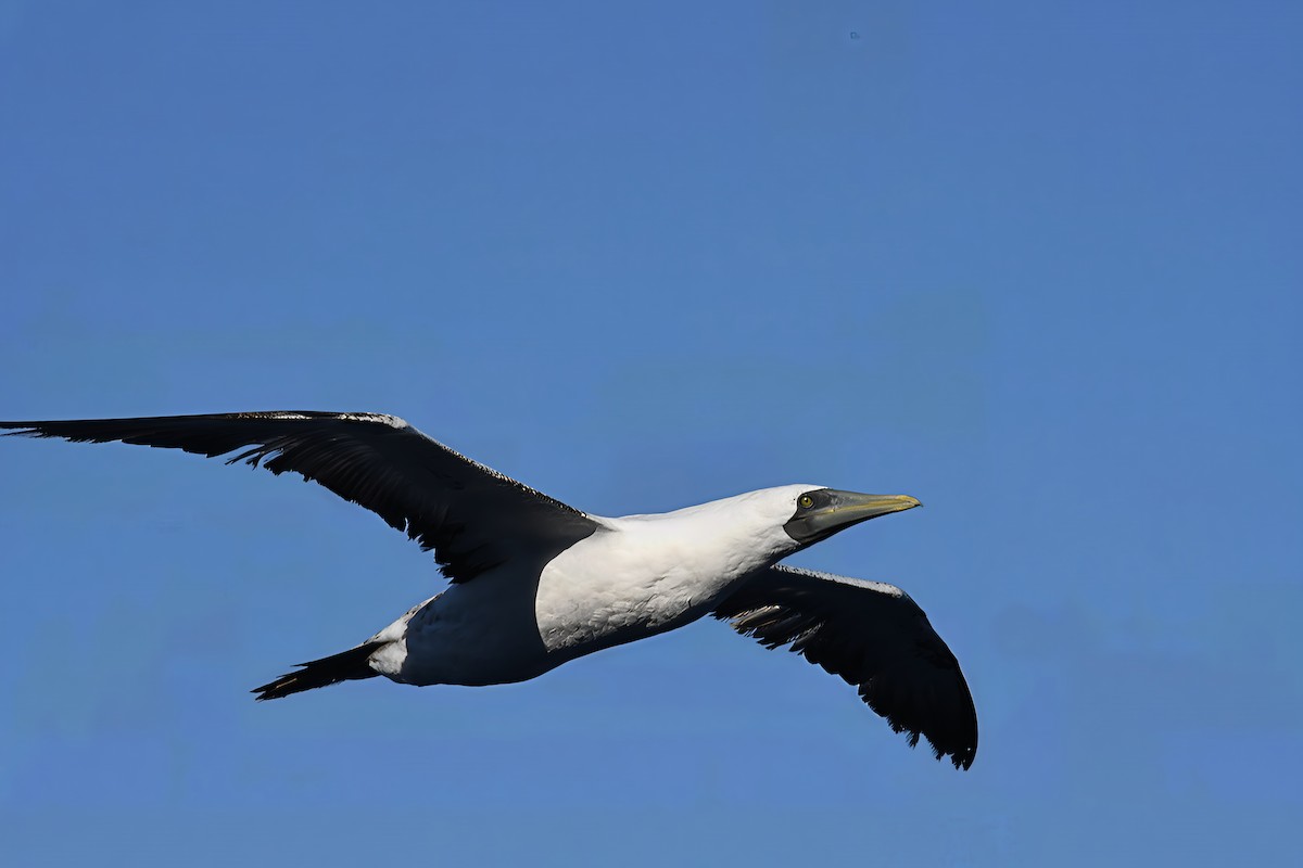 terej maskový - ML647090008