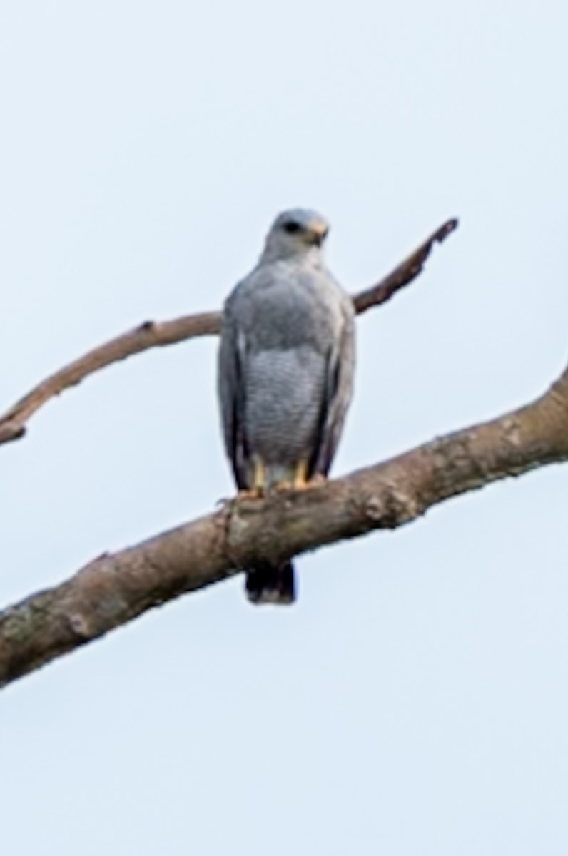 ハイイロノスリ - ML647090020