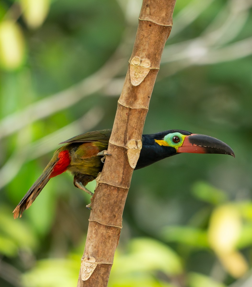 ニショクコチュウハシ - ML647090028