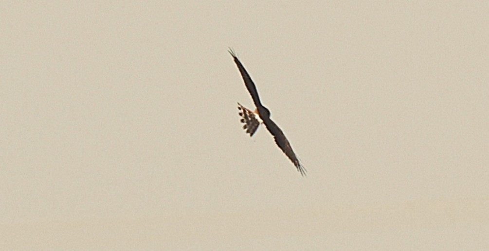 Pallid Harrier - ML647090032