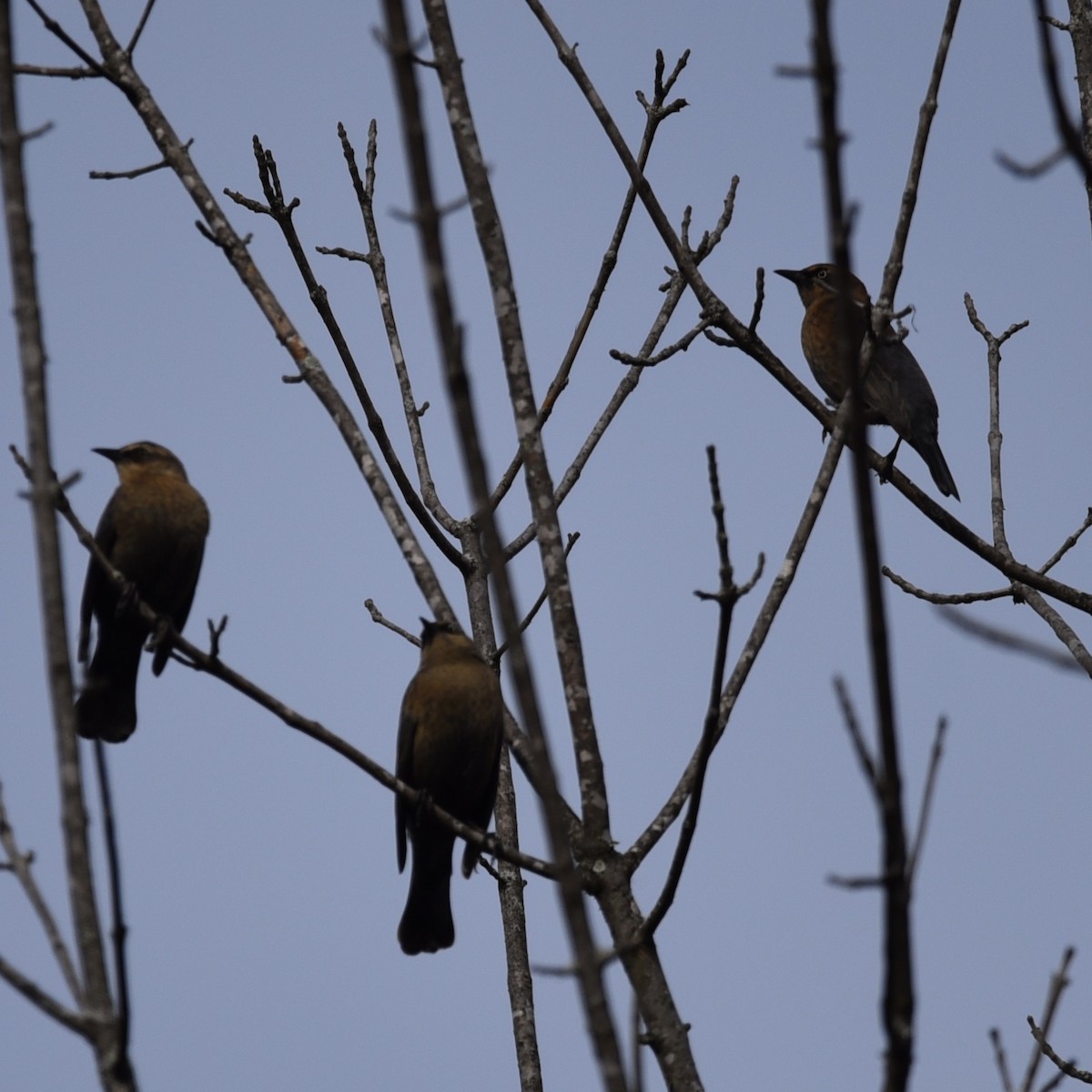 Rusty Blackbird - ML647090036