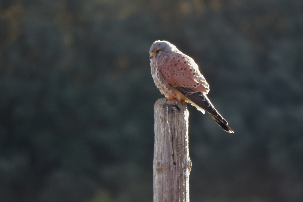 בז מצוי - ML647090037