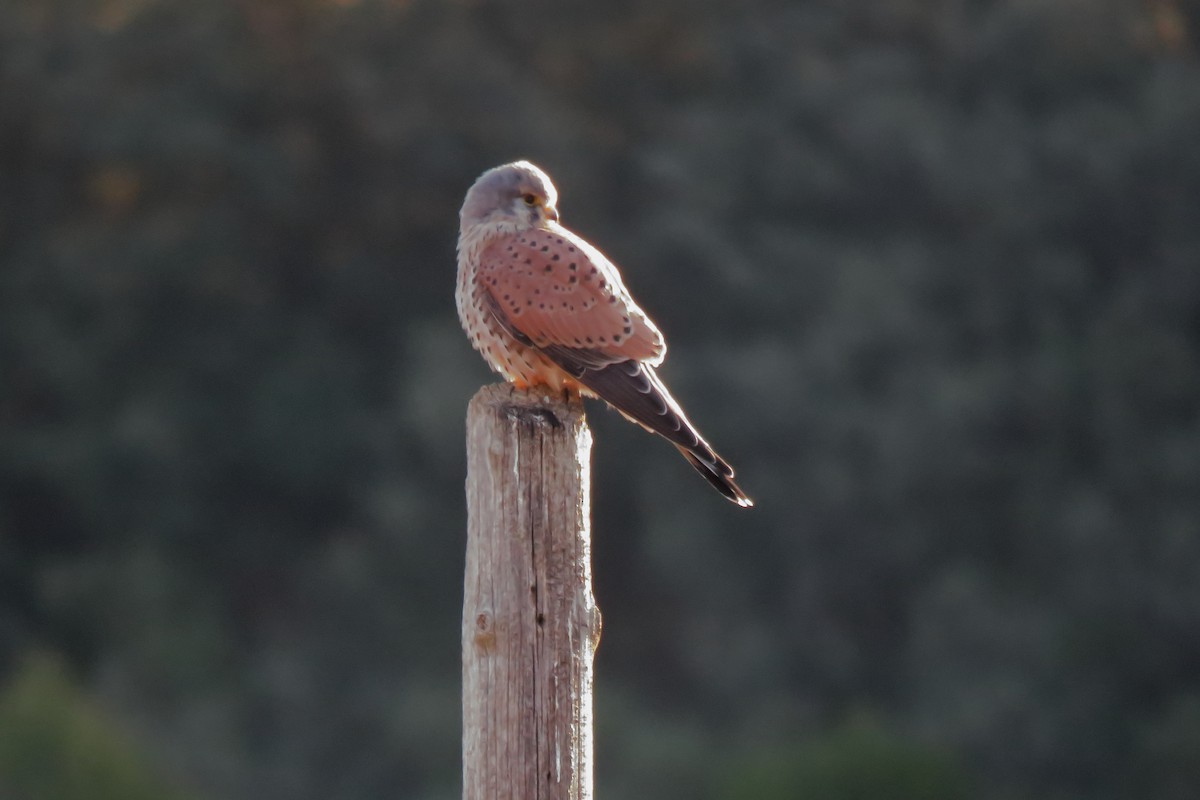 בז מצוי - ML647090040